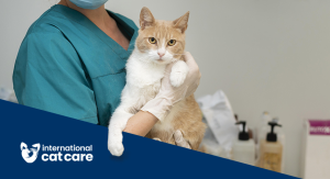 Pontos-chave do consenso sobre diagnóstico e manejo das infecções do trato urinário e da bacteriúria subclínica em cães e gatos